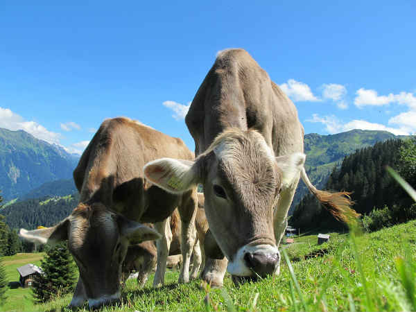 मानसिक विकार नहीं