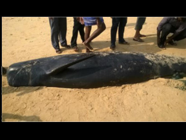 तमिलनाडु के तट पर व्हेल मछलियां