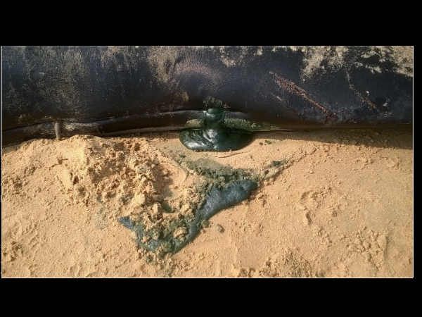 तमिलनाडु के तट पर व्हेल मछलियां