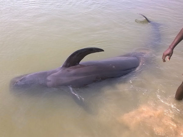 तमिलनाडु के तट पर व्हेल मछलियां