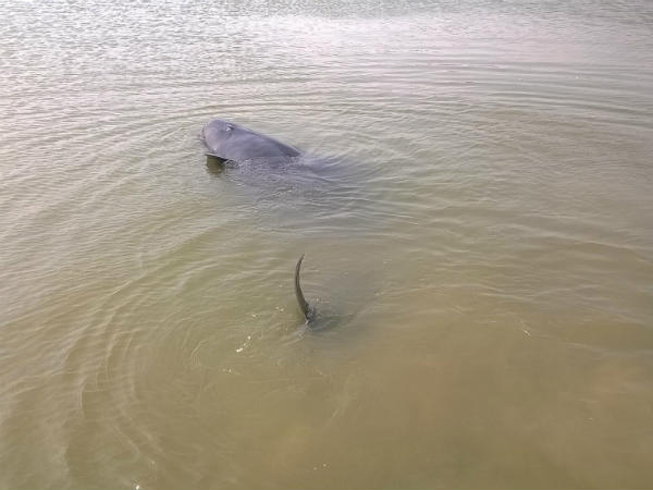 तमिलनाडु के तट पर व्हेल मछलियां