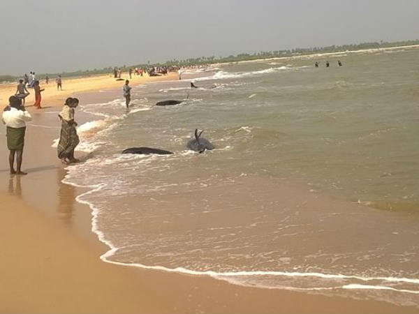 तमिलनाडु के तट पर व्हेल मछलियां