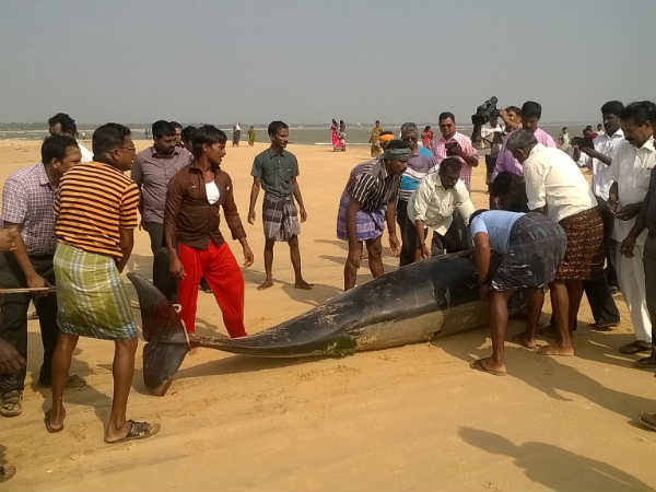तमिलनाडु के तट पर व्हेल मछलियां