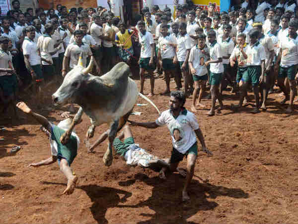 बैलों को निर्दयता पूर्वक मारा जाता था