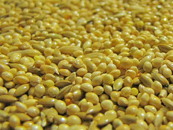 कीड़े-मकौड़े नहीं लगते कीड़े-मकौड़े नहीं लगते