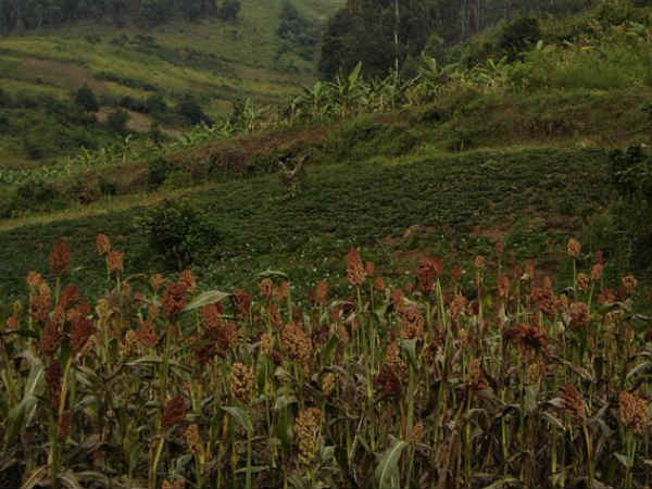 पर्यावरण के लिए भी उपयोगी पर्यावरण के लिए भी उपयोगी