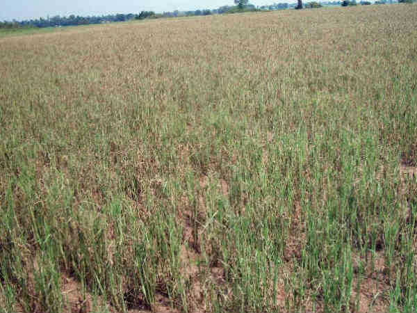 लोकप्रिय बनाने की जरूरत लोकप्रिय बनाने की जरूरत