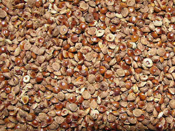 बाजरा, ज्वार, रागी बाजरा, ज्वार, रागी