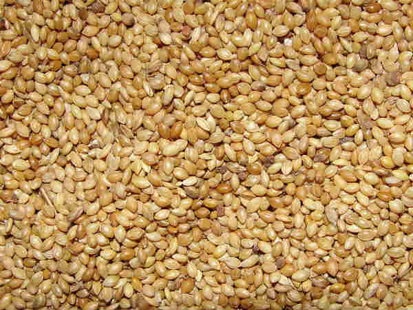 जल्दी उगता है और काफी समय तक रहता है जल्दी उगता है और काफी समय तक रहता है