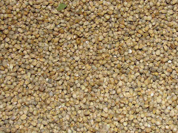 भारत में बहुत उपयोगी भारत में बहुत उपयोगी