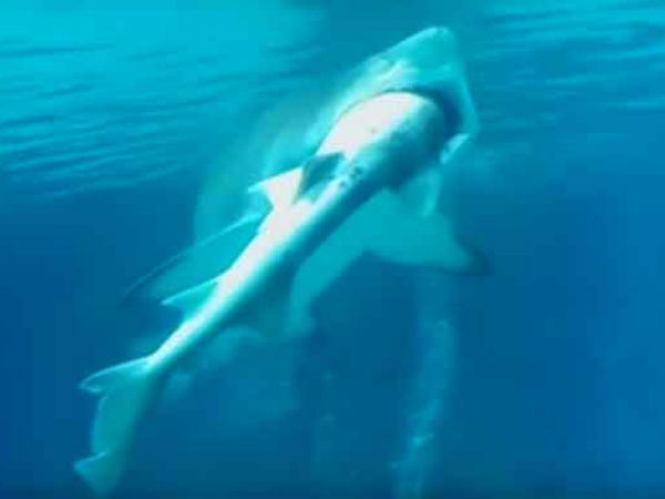  shark