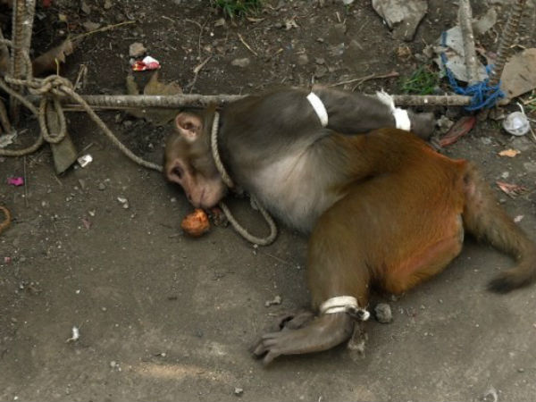 बाद में पिंजरे में डाला गया