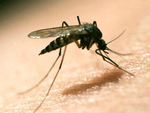 क्या डेंगू को रोक पायेगी वैक्सीन?