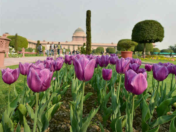 मुगल गार्डेन में खास