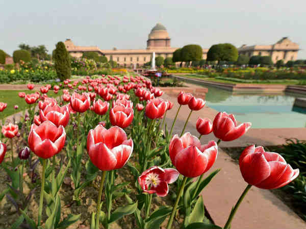 दिल खुश कर देगी ट्यूलिप की खूबसूरती