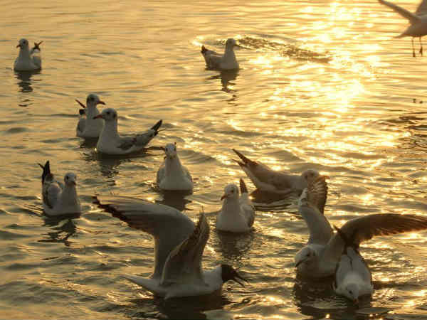 सिर्फ सर्दियों के मौसम में ही आते हैं