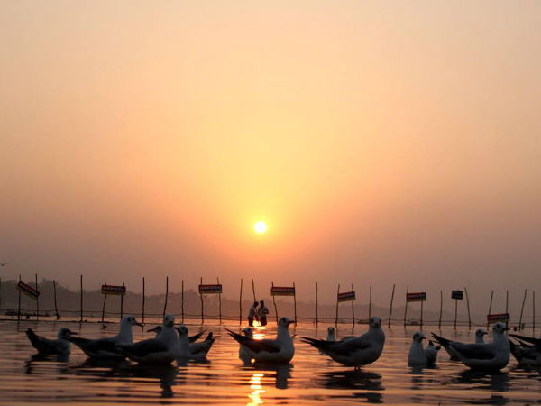 शाम होते ही इन पक्षियों का कलरव