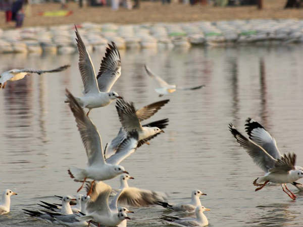 संगम, नारायनपुर कालन, देहराऊ और सिरसी