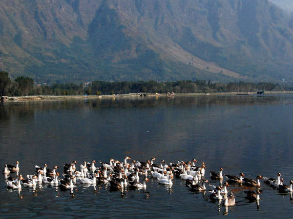 कमल और कश्मीर कमल और कश्मीर