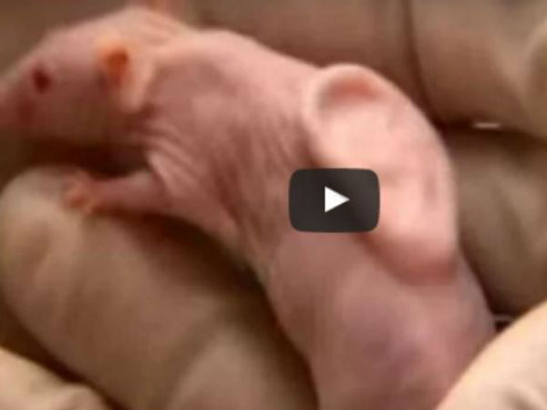 Video: चूहे की पीठ पर आदमी का कान, अब होगा दुर्लभ इलाज