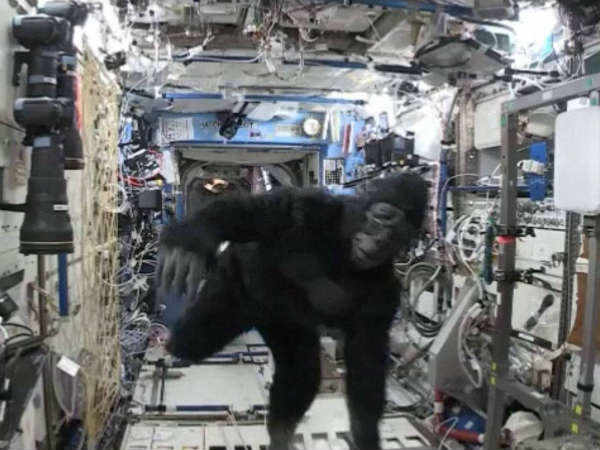 गुरिल्ला की ड्रेस में स्कॉट गुरिल्ला की ड्रेस में स्कॉट