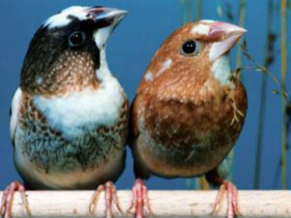 लय में गाती है बंगाल फिंचेस बर्ड