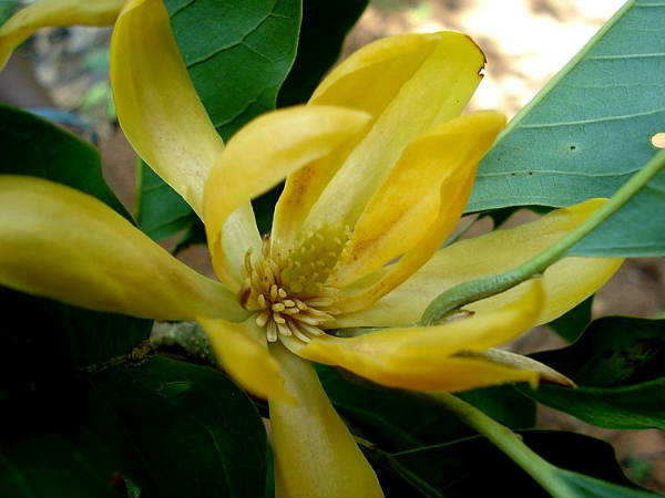 केतकी के फूल