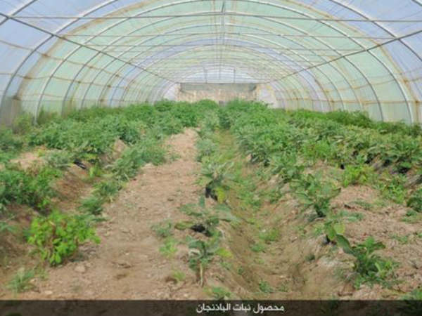 मोसुल में लौटी साधारण जिंदगी 