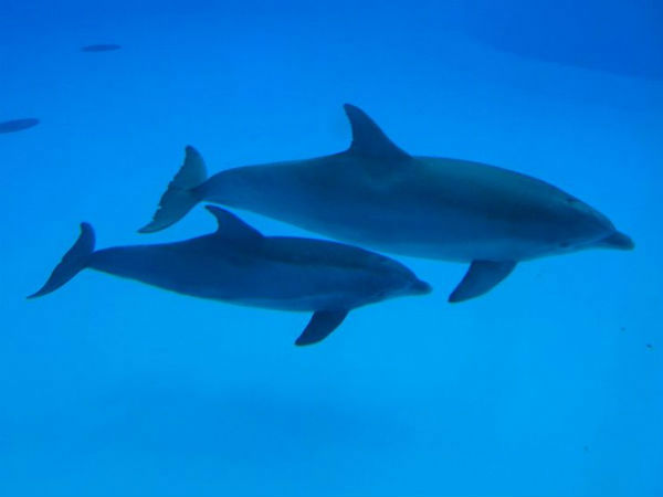 मिलिट्री क्यों कर रही है डॉल्फिंस की भर्ती