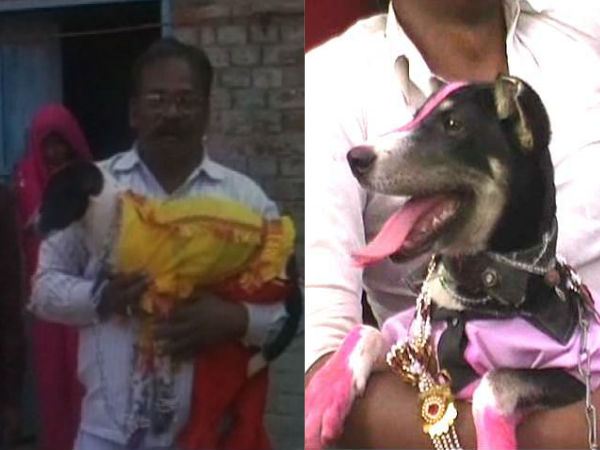 Dogs married off in lavish wedding Dogs married off in lavish wedding