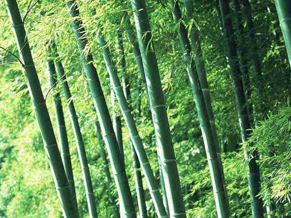 बांस की खेती बांस की खेती