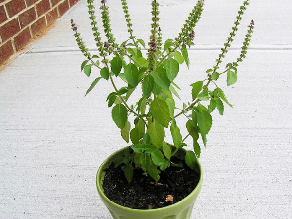 तुलसी की पूजा 