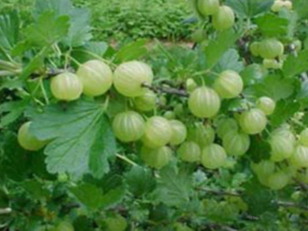 कष्ट होंगे दूर