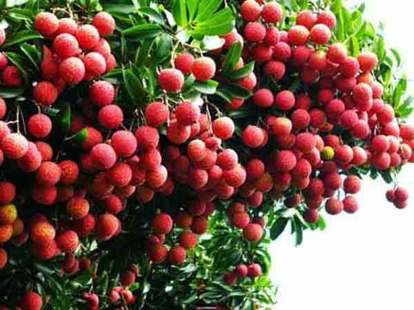 Litchi