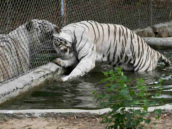 Lucknow zoo to go digital visitors to get full visitor guide on their mobile phone Lucknow zoo to go digital visitors to get full visitor guide on their mobile phone