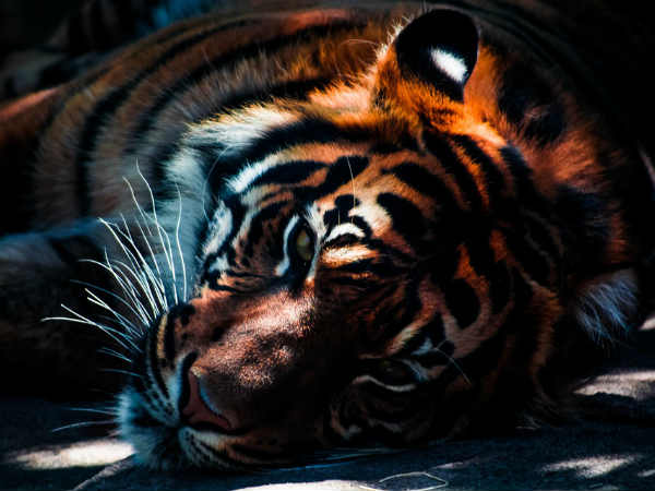 अच्छी कूद लगा सकते हैं बाघ