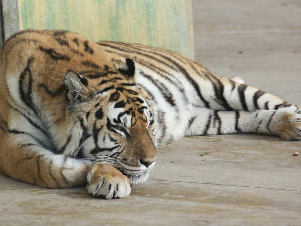 सिर्फ 10 फीसदी शिकार सफल