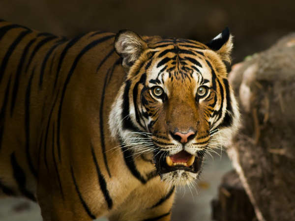 अकेले शिकार करते हैं बाघ