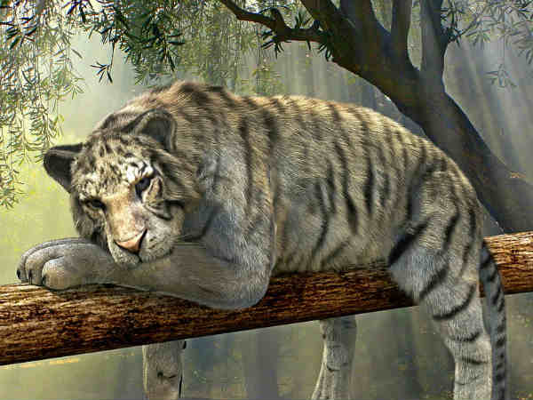 तैर भी सकते हैं बाघ