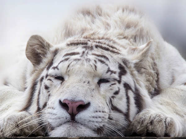 सफेद बाघ हैं काफी दुर्गम