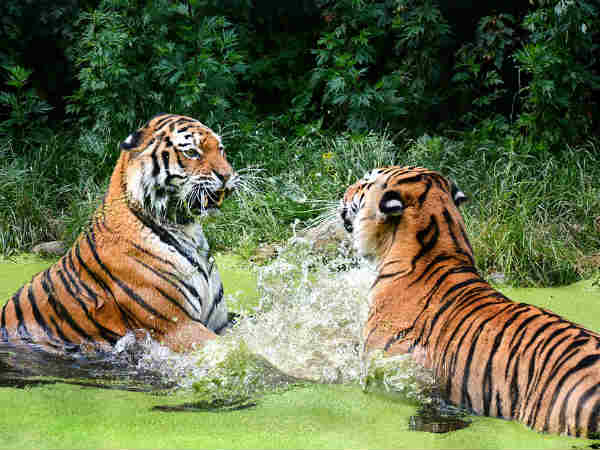 आधे से ज्यादा बाघ मर जाते हैं