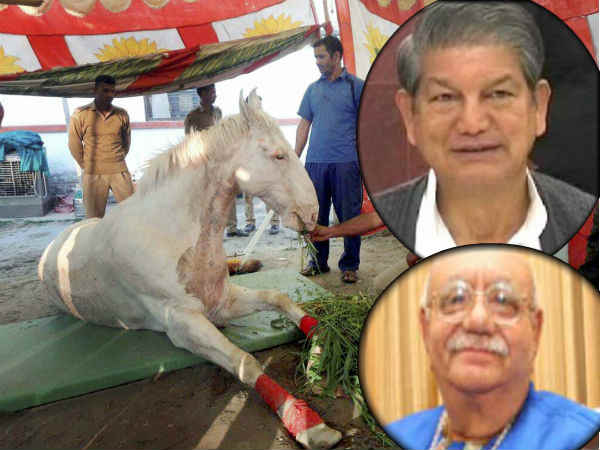 Dehradun: Statue of police horse 'Shaktiman' removed, Its unlucky for Harish Rawat Dehradun: Statue of police horse 'Shaktiman' removed, Its unlucky for Harish Rawat