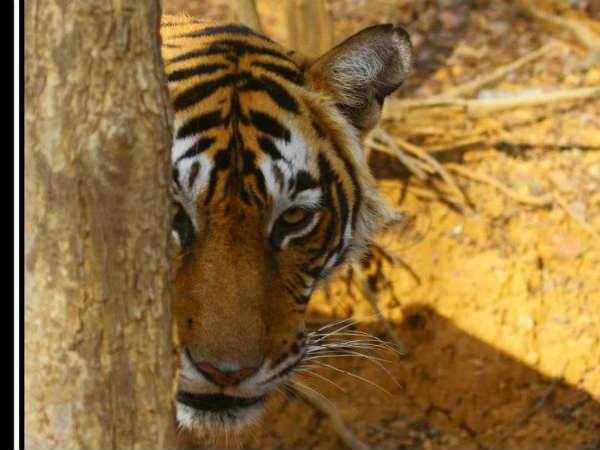 सबसे बूढ़ी मछली 