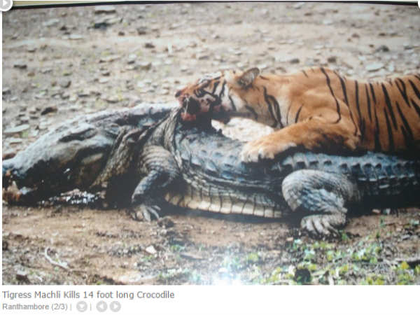 क्रोकाडाइल किलर मछली 