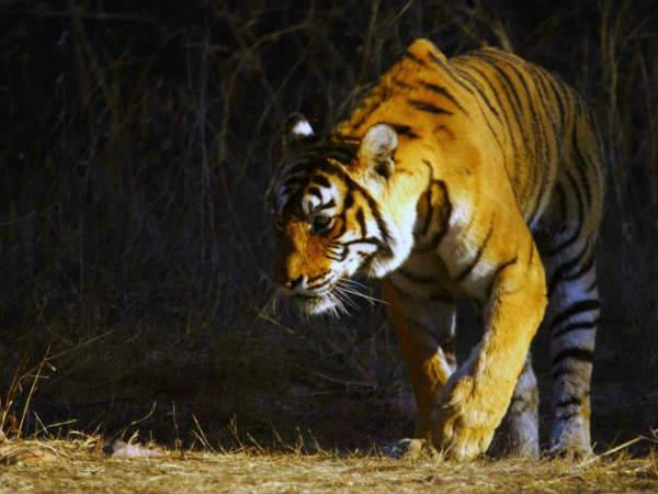 11 बच्‍चों की मां 