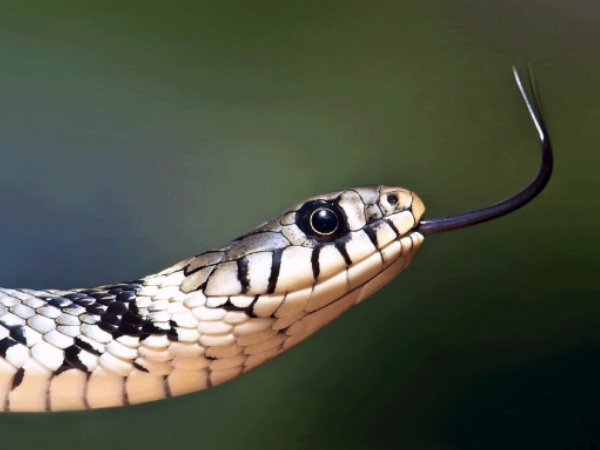 सांप से जुड़े जरूरी दस्तावेज पेश नहीं कर सका शख्स