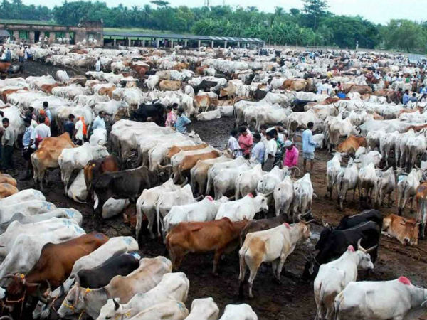 बकरा बाजार में काफी रौनक 