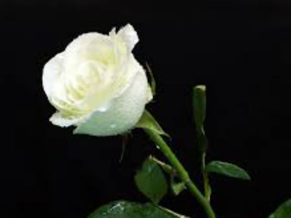 सफेद सफेद