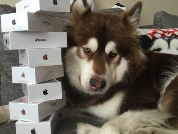 चीन के रियल एस्टेट किंग के बेटे का है ये कुत्ता चीन के रियल एस्टेट किंग के बेटे का है ये कुत्ता