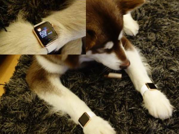 सोने की घड़ी के लिए भी चर्चा में आया था ये कुत्ता सोने की घड़ी के लिए भी चर्चा में आया था ये कुत्ता